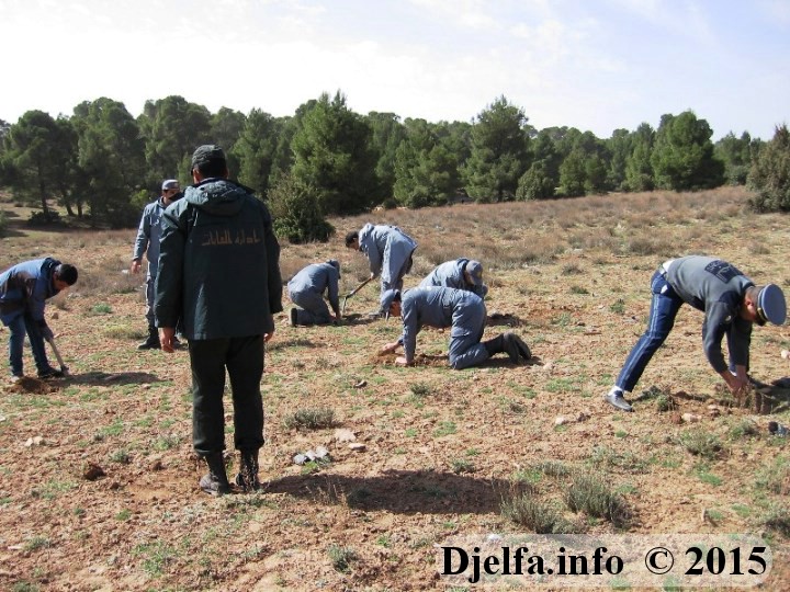 محافظة الغابات لولاية الجلفة تنظم حملة مكثفة للتشجير عبر07 بلديات بمناسبة اليوم العالمي للشجرة