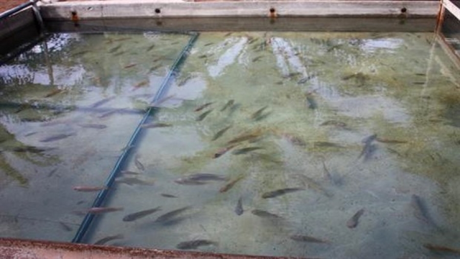 Signature prochaine de conventions financières pour le développement de l'aquaculture