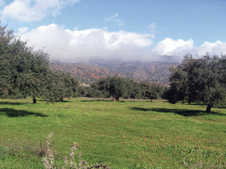 Oléiculture à Bouira