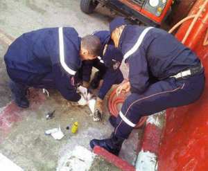 Association de protection des animaux de Béjaïa