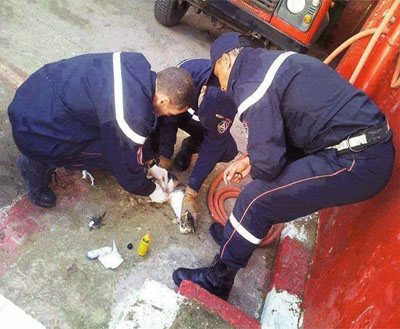 Association de protection des animaux de Béjaïa