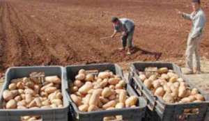 منتجو البطاطا بغليزان يطالبون بتدخل الوالي