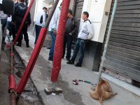 L'élevage et la vente de chiens dangereux interdits dans la capitale