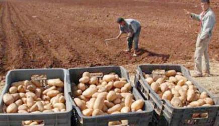 منتجو البطاطا بغليزان يطالبون بتدخل الوالي