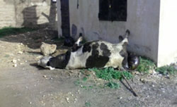 هاجس انتشار الحمى القلاعية يخيم على مربي الأبقار بتيارت