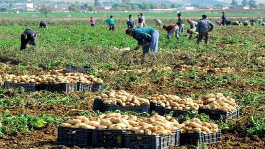 La coopération agricole au centre d'un projet de partenariat algéro-hollandais