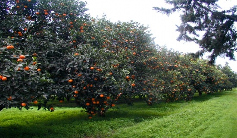 Rajeunissement d'un millier d'hectares de vergers agrumicoles à El Tarf