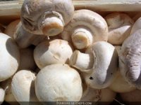 Un centre technique du champignon bientôt réalisé