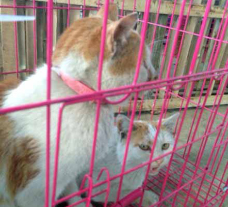 قطط مسروقة بوهران تعرض للبيع ب 35 مليون سنتيم!