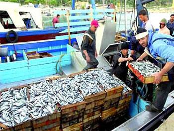 La sardine à 800 DA!