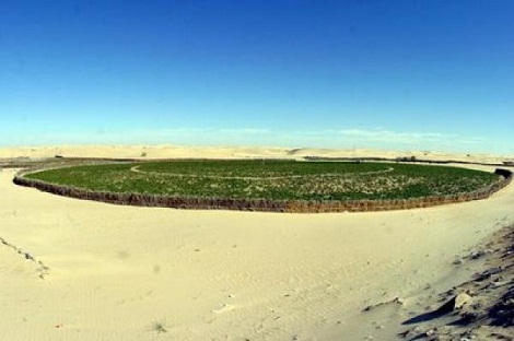 هولندا مهتمة بتطوير الاستثمار الفلاحي في الوادي