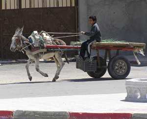 البغال والحمير أهم وسيلة نقل في أسواق الوادي