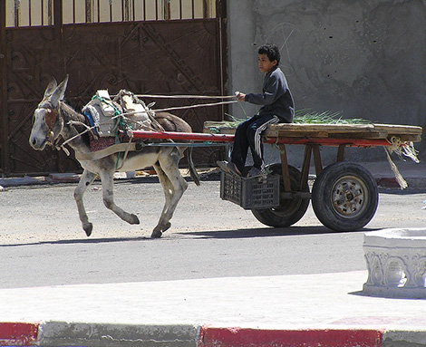 البغال والحمير أهم وسيلة نقل في أسواق الوادي