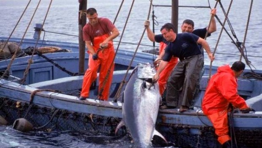 La pêche au thon rouge recadrée par un arrêté ministériel