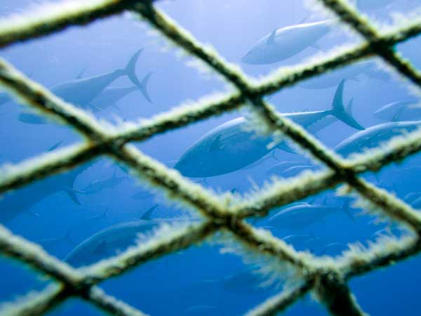 Algérie - La pêche au thon rouge a été recadrée par un arrêté ministériel