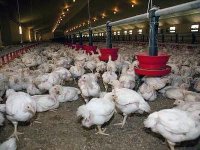 Les vétérinaires tirent la sonnette d'alarme