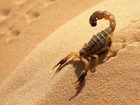 تسجيل 25 ألف لسعة عقرب في 5 سنوات بالمسيلة