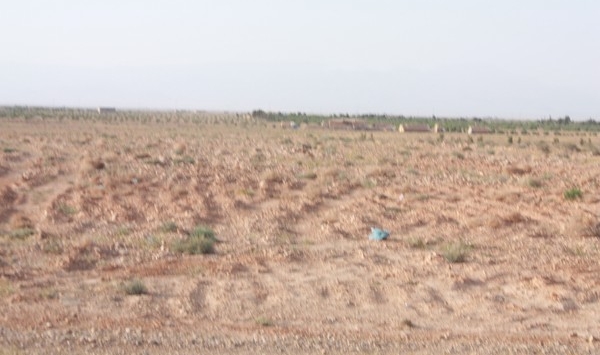 300 هكتار من الأراضي المدعمة بالشلف تتحول إلى