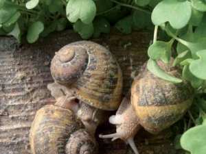 Elevage et exportation de l'escargot