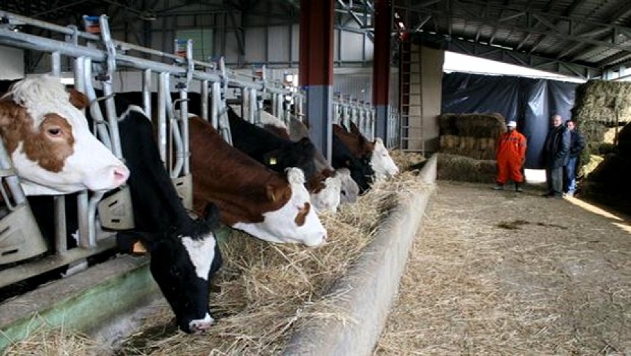 La mise en valeur des terres agricoles doit contribuer à développer la production animale