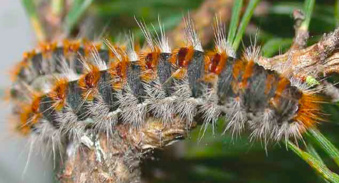 OULED BESSAM (TISSEMSILT)