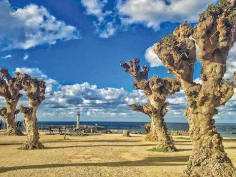 A l'ombre des bellombras