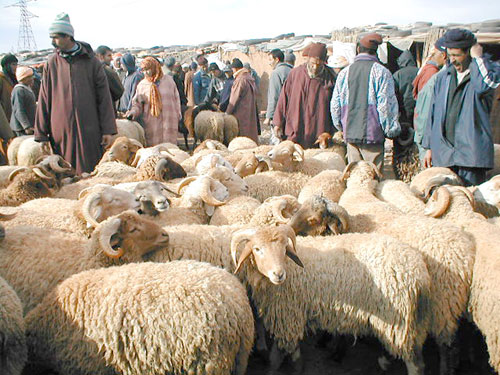 مئات الإصابات عبر 34 بؤرة للحمى القلاعية بالبيض