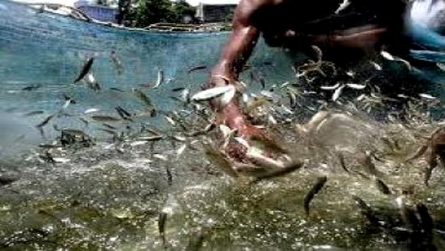 Une production de 800 quintaux de poissons d'eau douce dans le Sud-est du pays
