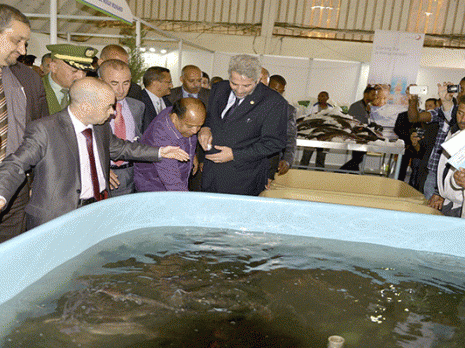 Un Salon du poisson du désert à Ouargla