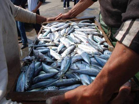 حملة لمقاطعة السردين بولاية تيبازة