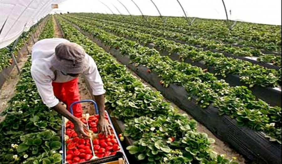 Une production de 780.000 quintaux de fraises attendue à Jijel