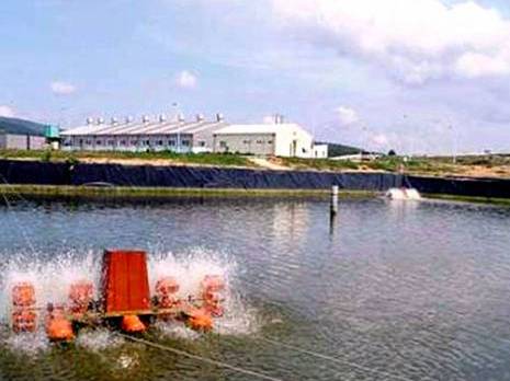 Réussite de l'acclimatation de la crevette d'eau douce à Skikda