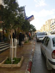 Aïssa Moukhtari, notre spécialiste dans la transplantation des arbres