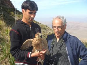 Baguage et lâcher du faucon de Barbarie dans le djebel Zouaoui