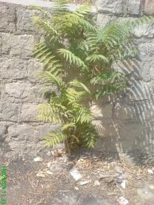 Ailante ou faux vernis du Japon à Constantine