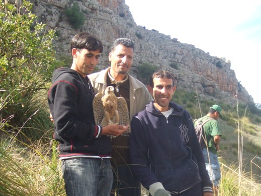 Baguage et lâcher du faucon de Barbarie dans le djebel Zouaoui