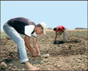 ولاية معسكر تفخر بإنجازات عظيمة في القطاع الفلاحي