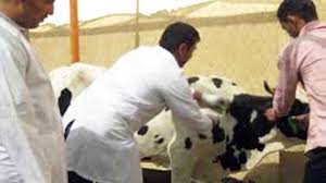 إصابة 17 بقرة بالحمى القلاعية بحي بن سعيد بتيارت