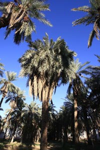 Projet de plan de prévention contre les incendies