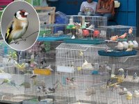 « Yal Meqnine ezzine... »