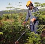 Formation de détenus pour des travaux sylvicoles