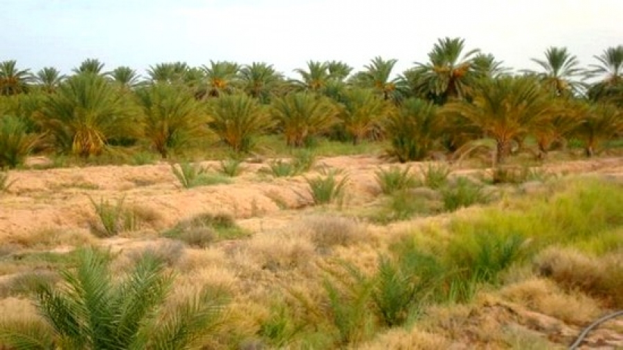 La bande verte d'Ouargla sera livrée dans les délais