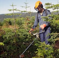 Formation de détenus pour des travaux sylvicoles