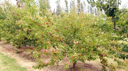 جفاف الآبار يرهن محاصيل المشمش بباتنة