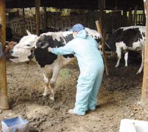 تدابير لمواجهة الحمى القلاعية بسيدي بلعباس