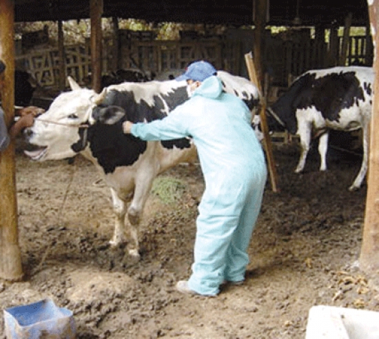 تدابير لمواجهة الحمى القلاعية بسيدي بلعباس