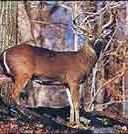 Le cerf de Berbérie : Une espèce en voie de disparition en Algérie