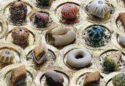 Les traditions culinaires de Tlemcen