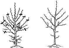 La taille de nos arbres d'alignement