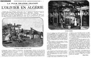 L'olivier ou l'arbre martyr